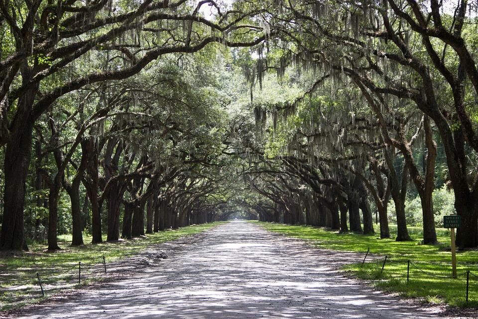 Georgia: Chattahoochee River, Savannah, Kennesaw